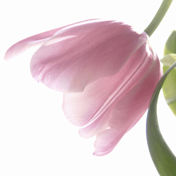 Tulip background02